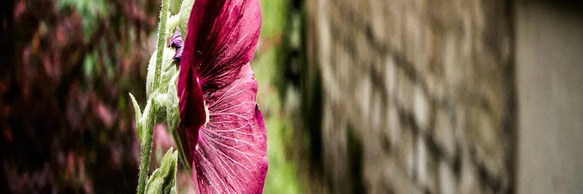 Image Entreprise abri de piscine Éragny