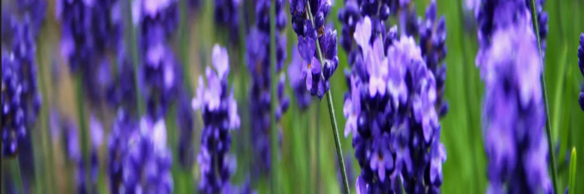 Image Entreprise abri de piscine Grasse