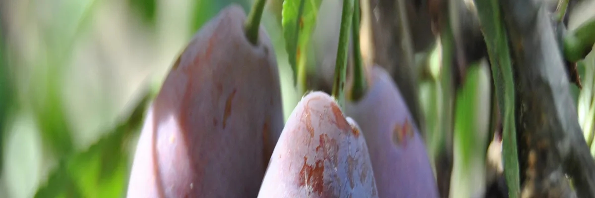 Image Entreprise abri de piscine Lot-et-Garonne