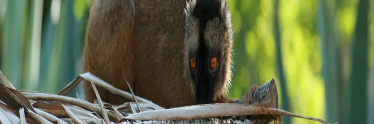 Image Entreprise abri de piscine Mayotte